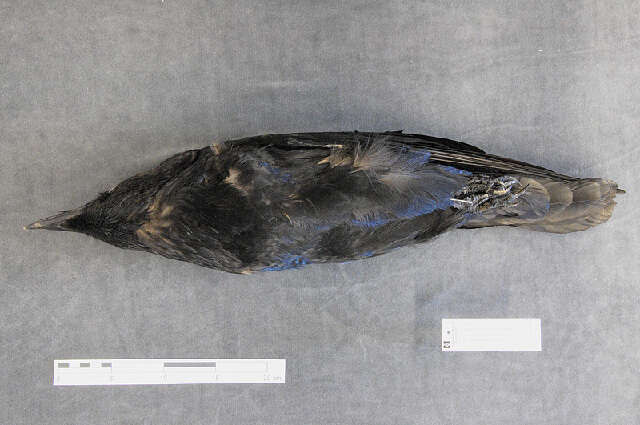 Image of Northern Raven