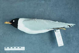 Image of Mediterranean Gull