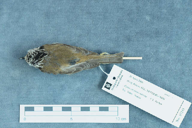 Image of Lophophanes Kaup 1829