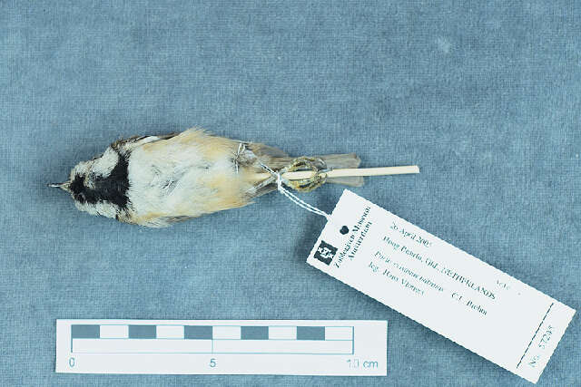 Image of Lophophanes Kaup 1829