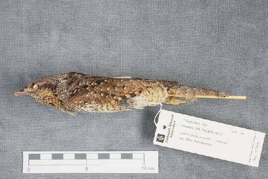 Image of wryneck, eurasian wryneck