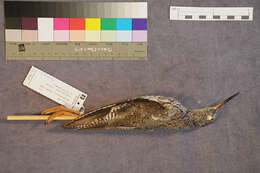 Image of Common Redshank