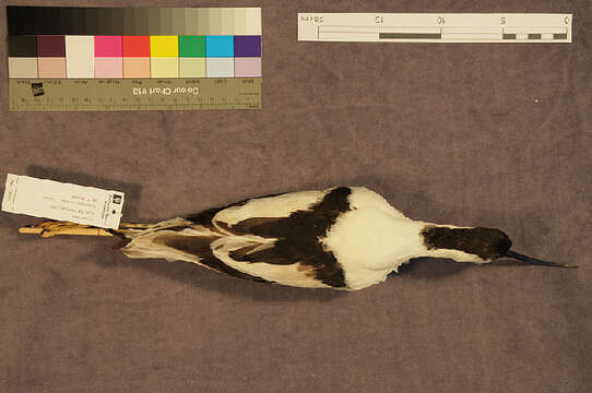 Image of avocet, pied avocet