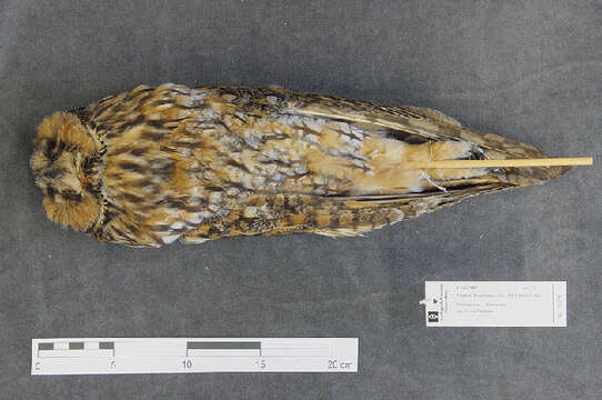 Image of Long-eared Owl