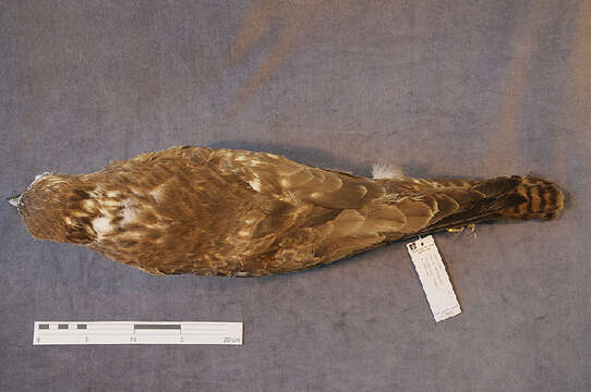 Image of Common Buzzard