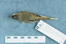 Image of Sedge Warbler