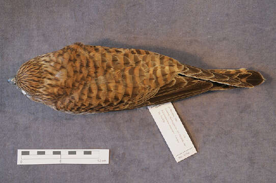 Image of kestrel, common kestrel