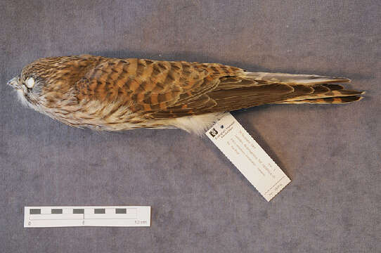 Image of kestrel, common kestrel