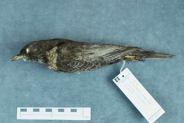 Image of Ring Ouzel