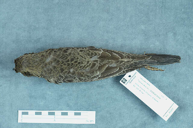 Image of Ring Ouzel