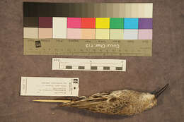 Image of Dunlin