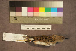 Image of Dunlin