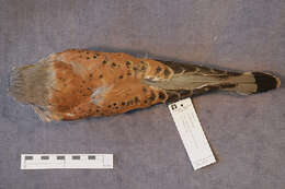 Image of kestrel, common kestrel