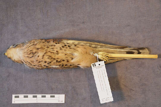 Image of kestrel, common kestrel