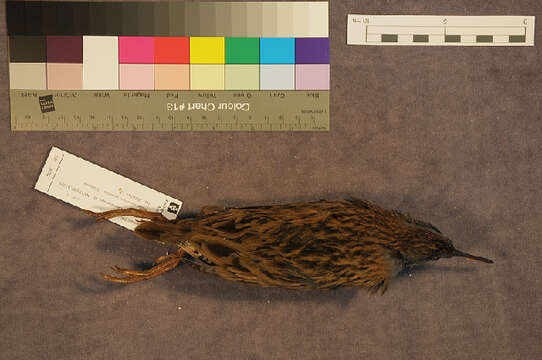 Image of European Water Rail