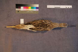 Image of curlew, eurasian curlew