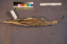 Image of curlew, eurasian curlew