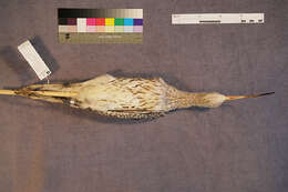 Image of curlew, eurasian curlew