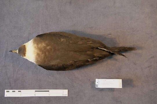 Image of Arctic Skua