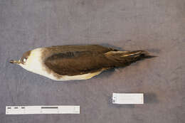 Image of Arctic Skua