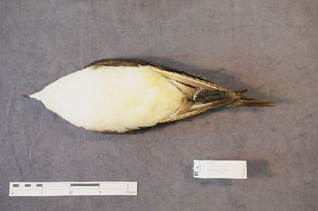 Image of Arctic Skua