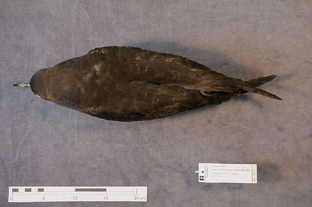 Image of Arctic Skua