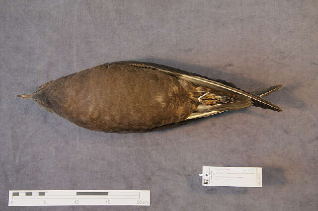 Image of Arctic Skua