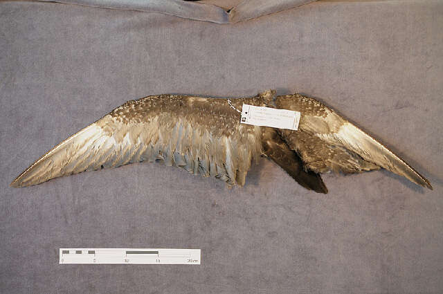 Image of Long-tailed Jaeger