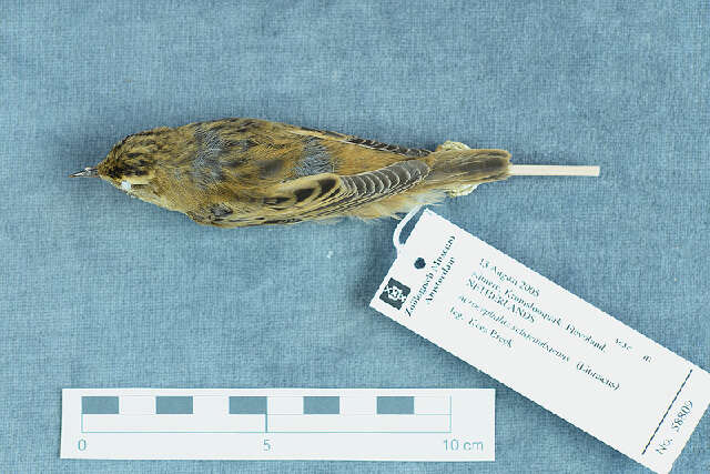 Image of Sedge Warbler