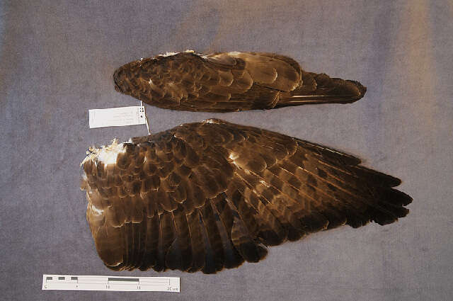 Image of honey buzzard, european honey buzzard