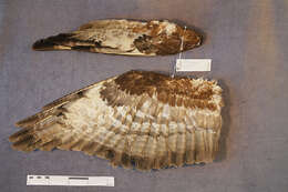 Image of honey buzzard, european honey buzzard