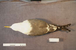 Image of Lesser Black-backed Gull