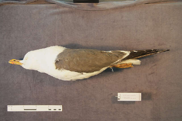 Image of Lesser Black-backed Gull