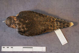 Image of Duck hawk