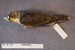 Image of Duck hawk