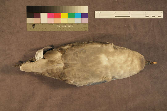 Image of Fulmar