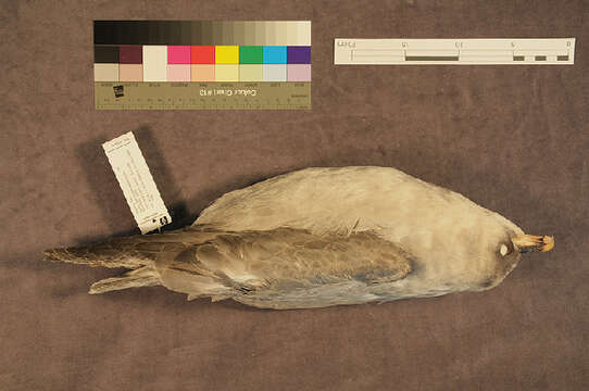 Image of Fulmar