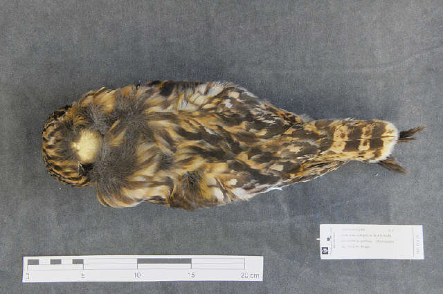 Image of Short-eared Owl