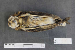 Image of Short-eared Owl