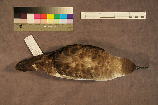 Image of Great Shearwater