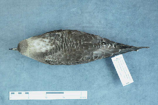 Image of Long-tailed Jaeger