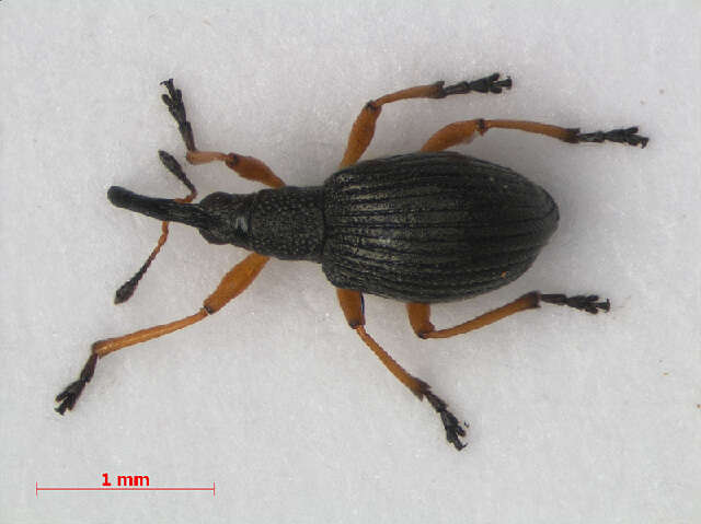 Image of Apionidae