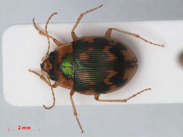 Image of Round Sand Beetles