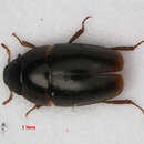 Image of Hydraeninae