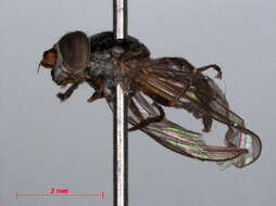 Image of Pelecocera