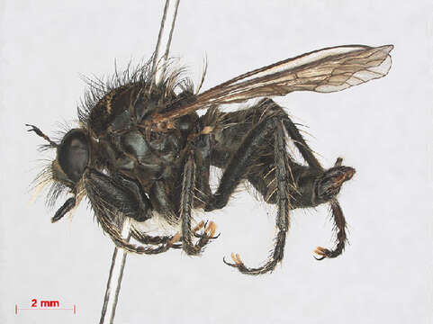 Image of robber flies