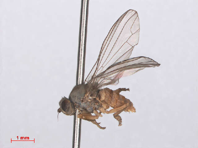 Image of Protoclythia