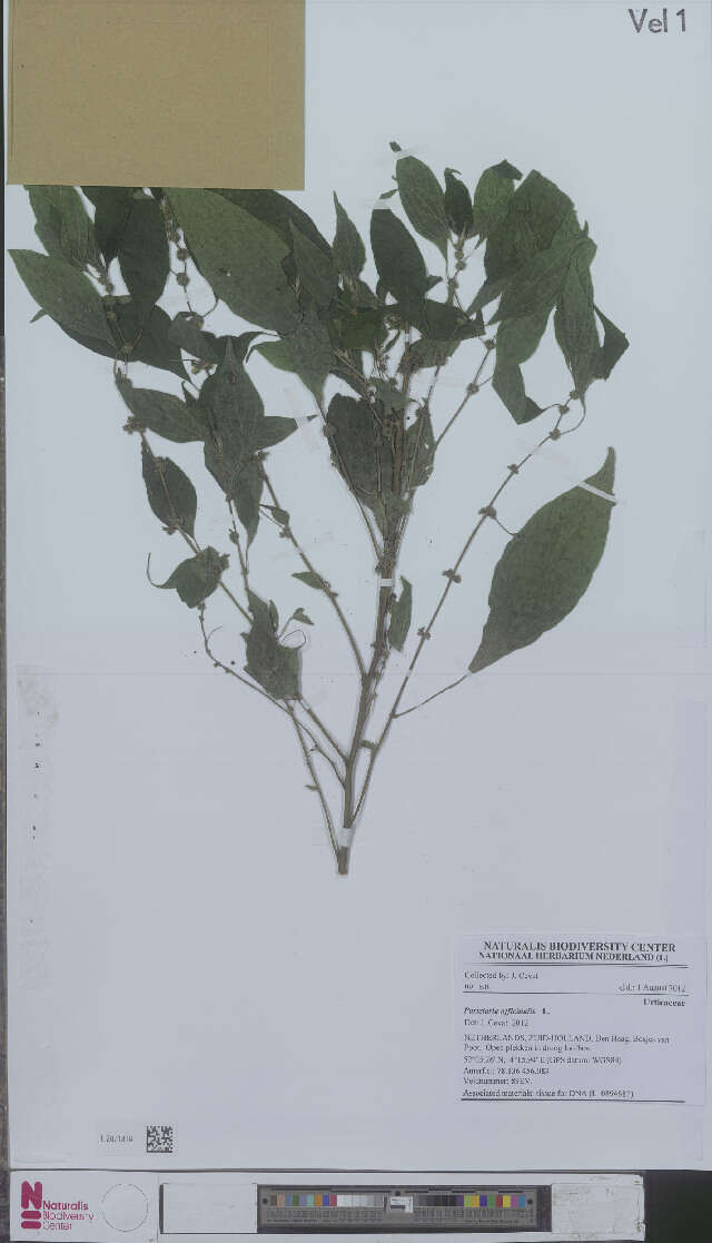 Image of "Order: Roses, Figs, Nettles & relatives"