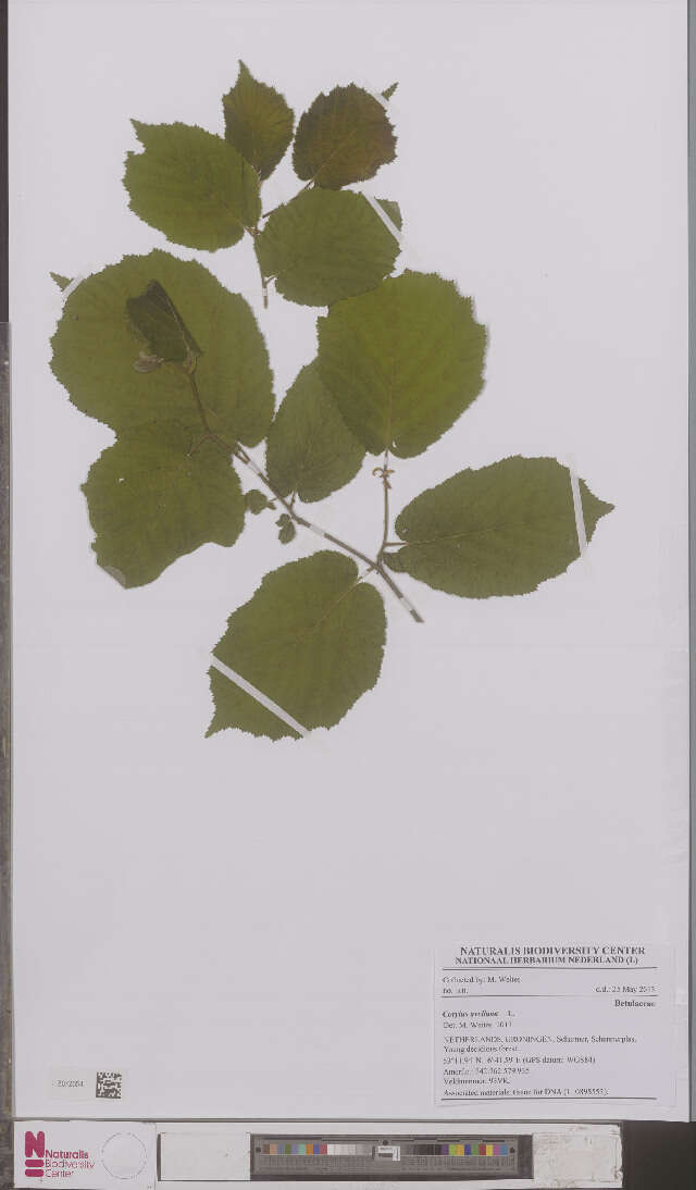 Image of Fagales