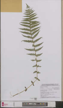 Image of marsh fern family